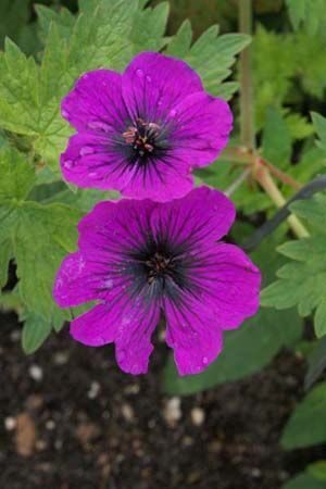 Geranium Dragon Heart- gandrene JAUNUMS 2026
